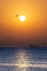 Autumn morning on the beach. Seagull flying near the sun. Beautiful sunrise landscape. 