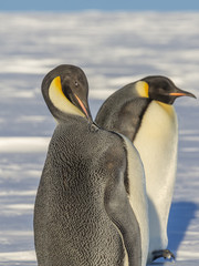 Emperor Penguin preening its shoulder feathers