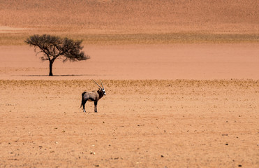 Lone oryx and lone tree in the desert