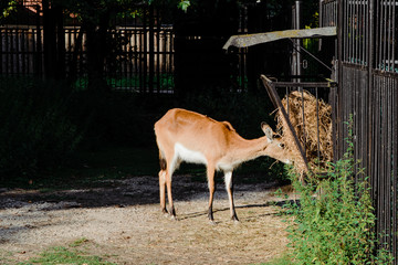 Roe deer eating food at the zoo. Female deer, young roe deer during a meal in a zoo.