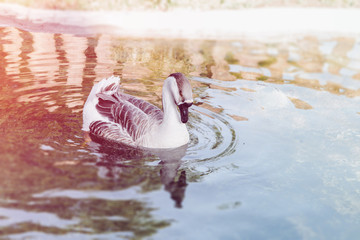 Kaczka bądź gęś pływa w stawie. Ptak samotnie pływający po jeziorze w ogrodzie zoologicznym. © Sebastian