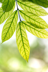 Close up green laeves background with sun light