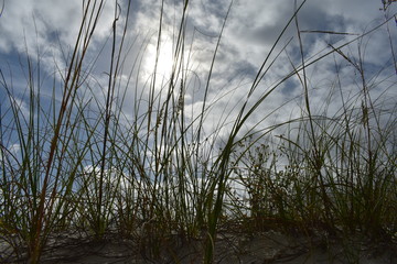 Sun and clouds through beach grass 1
