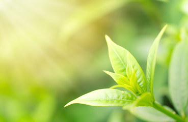 Close up put forth fresh leaves background with sun light