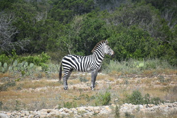Fototapeta na wymiar close up of a zebra in the wild