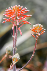 Aloe mitriformis