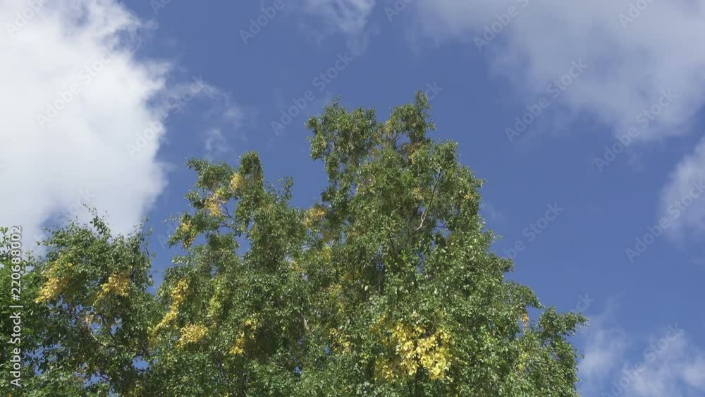 Wall mural the bottom view on the birches swinging wind against the background of the blue sky with quickly flo