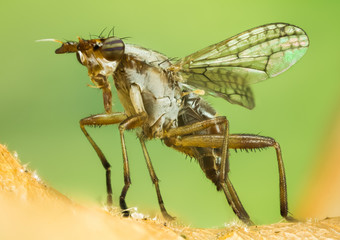Focus Stacking - Dichetophora obliterate, Fly, Flies