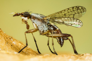 Focus Stacking - Dichetophora obliterate, Fly, Flies