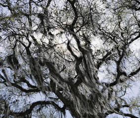Spanish Moss