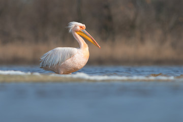 Great white pelican (Pelecanus onocrotalus)