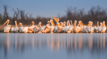 Naklejka premium Great white pelican (Pelecanus onocrotalus). Panoramic view to group of birds