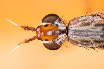 Focus Stacking - Dichetophora obliterate, Fly, Flies