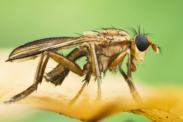 Focus Stacking - Tetanocera sp., Tetanocera