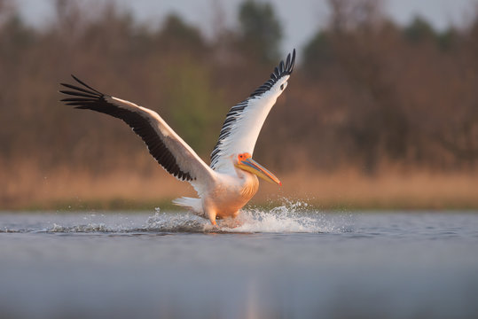Great white pelican landing. Pelecanus onocrotalus