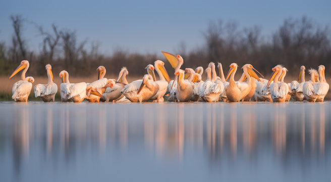 Great white pelican (Pelecanus onocrotalus). Panoramic view to group of birds