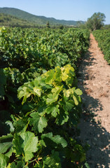 Fototapeta na wymiar Grapevine field in south France