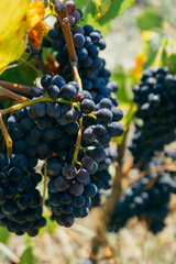 Close up of a purple grapevine in a french vineyard