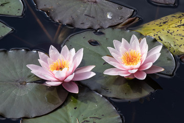 Pink water liliy © rainerkerber