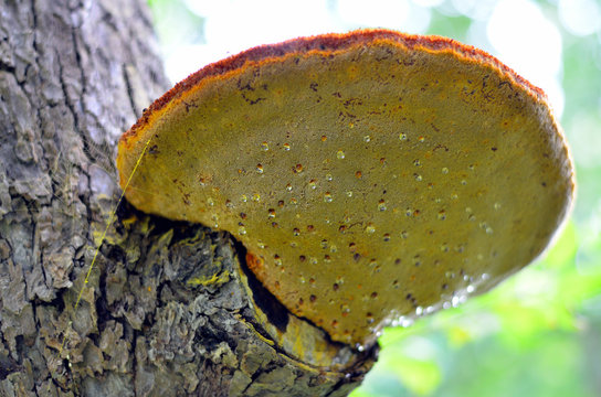 Mushroom Inonotus hispidus Zottiger Schillerporling on an apple tree guttation