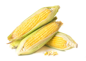 Fresh sweet corn isolated on white background