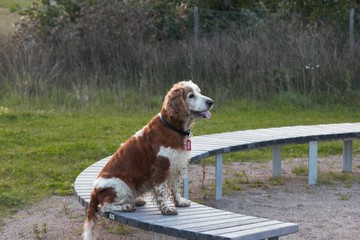 Dog in the park