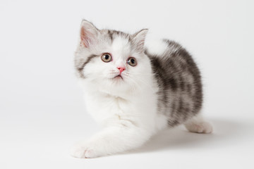 Scottish tabby kitten on white background, purebred kitten.  