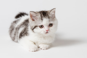 The cute kitten lying on a white background