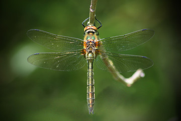 The Perfect Dragonfly