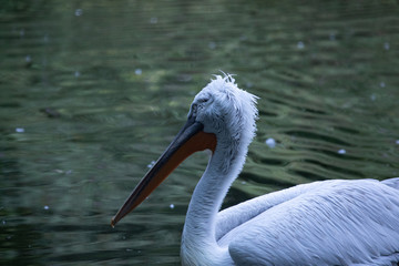 Pelican im See