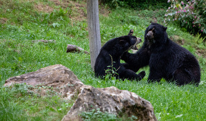 Bären beim spielen