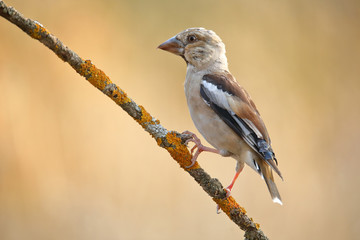 Hawfinch (Coccothraustes coccothraustes) perched on a branch