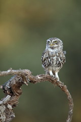 Little owl (Athene noctua) perched on the vine of a vineyard