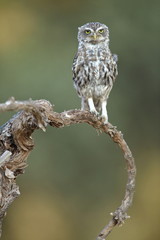 Little owl (Athene noctua) perched on the vine of a vineyard