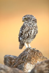 Little owl (Athene noctua) perched on a stone