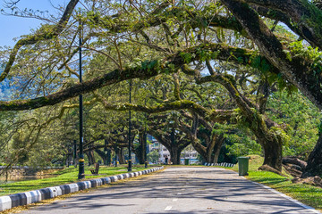 Old tree with long branches along Taiping Lake Gardens or Taman Tasik, Malaysia