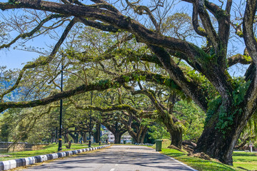 Old tree with long branches along Taiping Lake Gardens or Taman Tasik, Malaysia