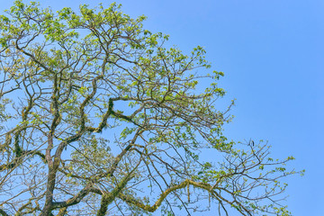 Beautiful tree branches on the blue sky