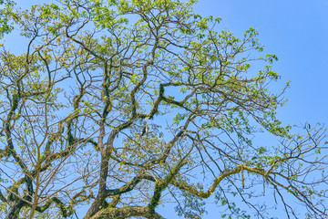 Malaysian Hornbill bird is flying on the branch at the top of the tree