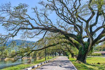 Old tree with long branches along Taiping Lake Gardens or Taman Tasik, Malaysia