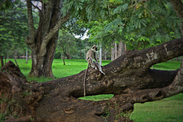 monkey sit oa a tree