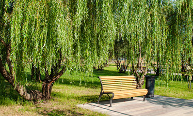 Bench standing under a willow tree in the Park