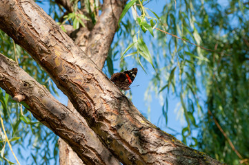 Butterfly Admiral on the background of tree bark