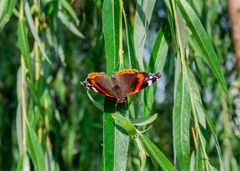 Admiral butterfly sitting on the leaves of the willow