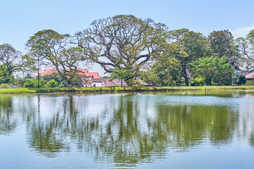 Beautiful Taiping Lake Gardens or Taman Tasik, Malaysia
