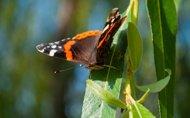 Admiral butterfly sitting on the leaves of the willow