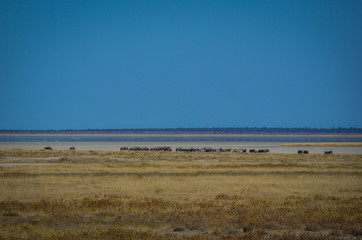 Fototapeta premium Zebraherde in der Etosha Salzpfanne