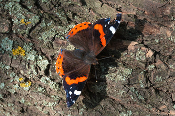 Fototapeta na wymiar Butterfly Admiral on the background of tree bark