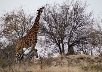 Girafe et Zebre sauvages