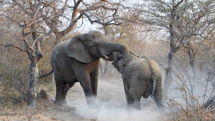 Combat d'éléphants
